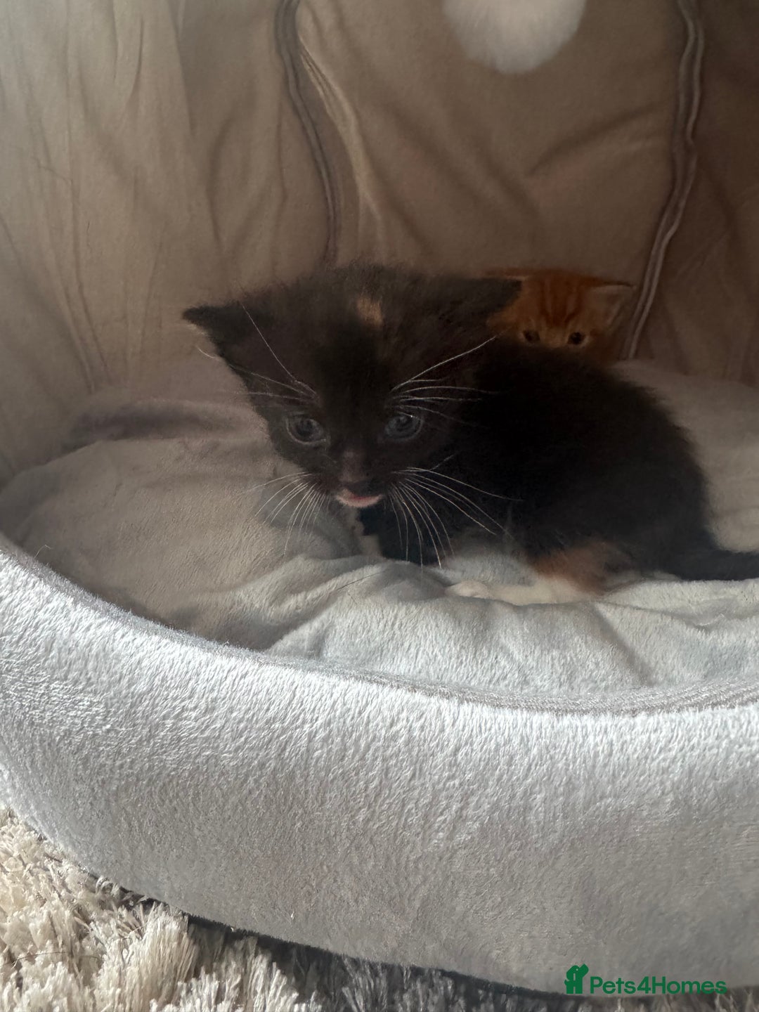 Mixed Breed cats for sale: Main coon mix kittens - Image 19