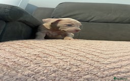 Staffordshire Bull Terrier dogs for sale: LAST GIRL REMAINING Staffy Pups 🐶 - Image 1