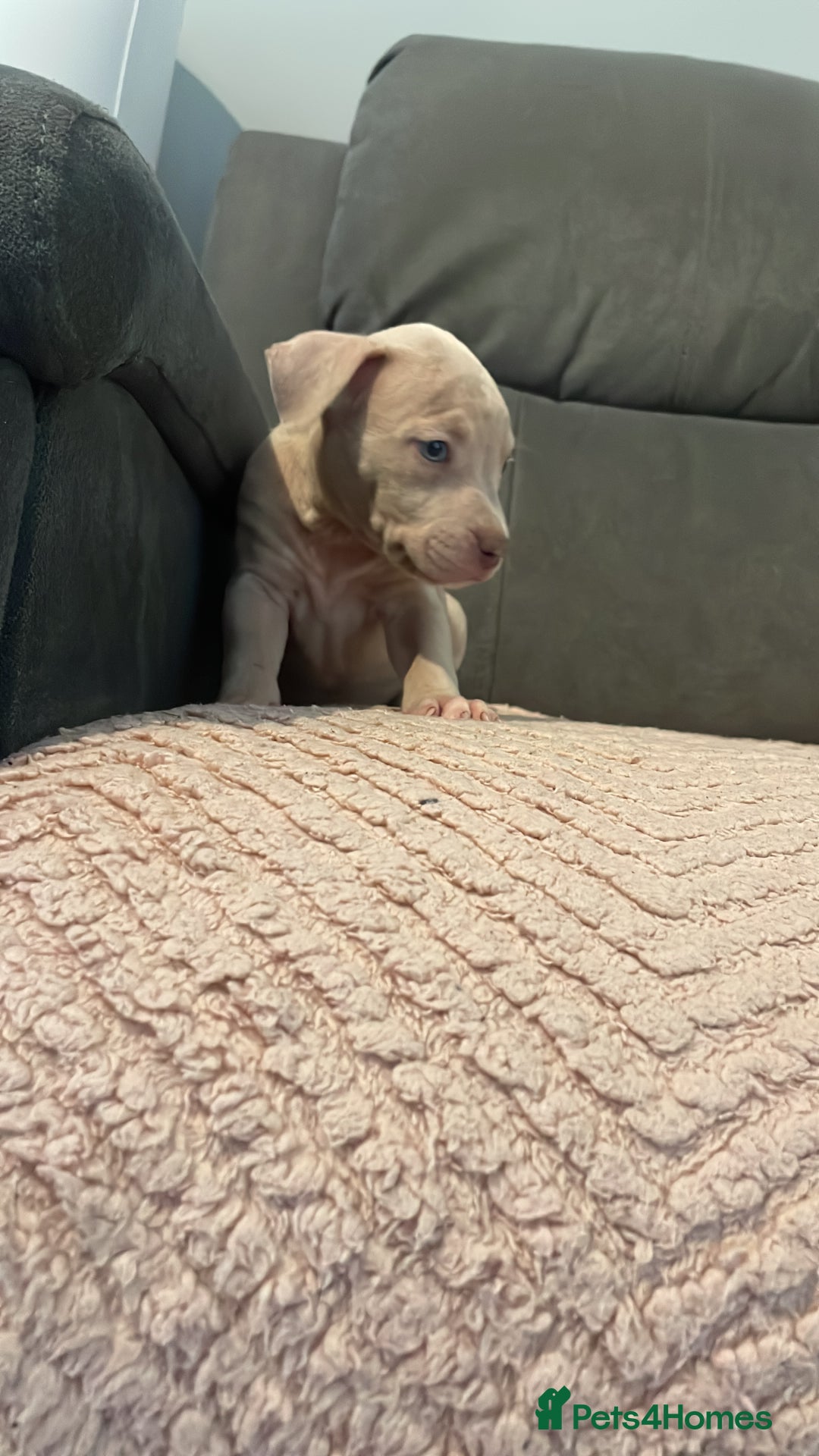 Staffordshire Bull Terrier dogs for sale: LAST GIRL REMAINING Staffy Pups 🐶 - Image 1