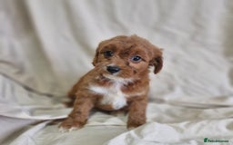 Cavapoo dogs for sale: Cavapoo puppies  - Image 4