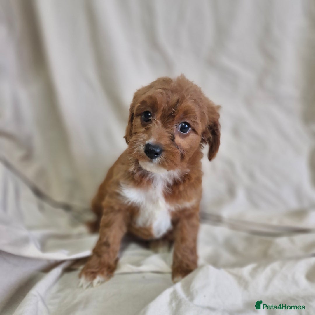 Cavapoo dogs for sale: Cavapoo puppies  - Image 4
