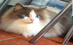 Ragdoll cats for stud: GCCF CHAMPION RAGDOLL STUD in Waterlooville - Image 2