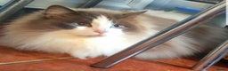 Ragdoll cats for stud: GCCF ATIVE CHAMPION RAGDOLL STUD in Waterlooville - Advert 2