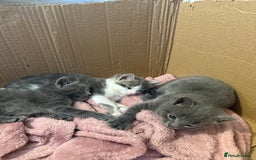 Mixed Breed cats for sale: Gorgeous kittens ready soon - 2 boys, 2 girls - Image 8