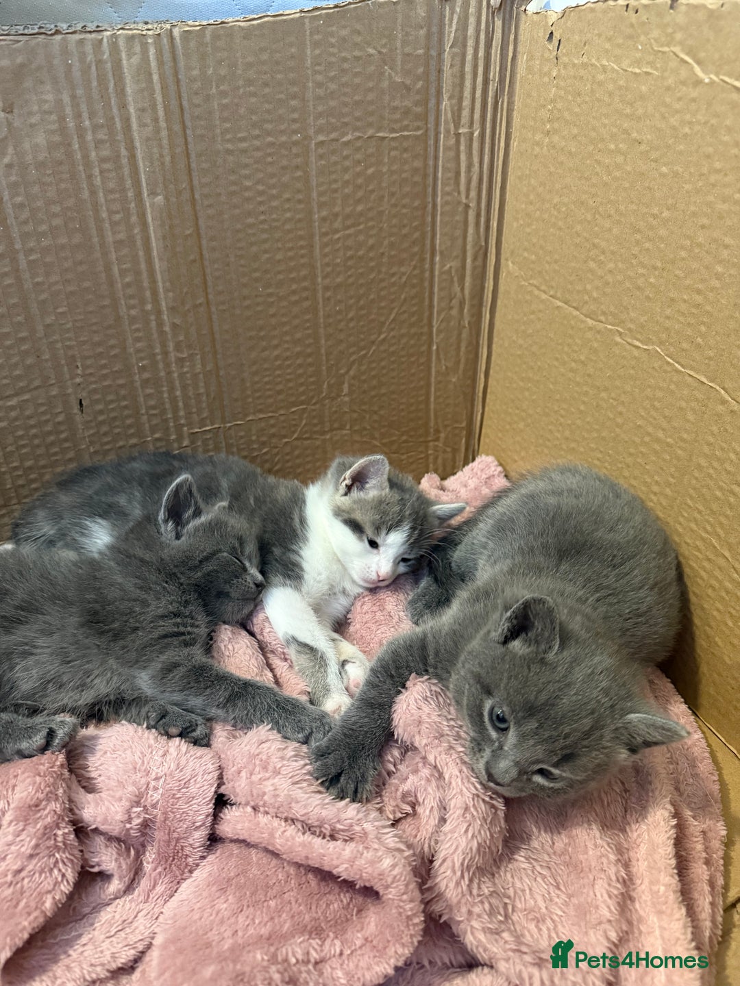 Mixed Breed cats for sale: Gorgeous kittens ready soon - 2 boys, 2 girls - Image 8