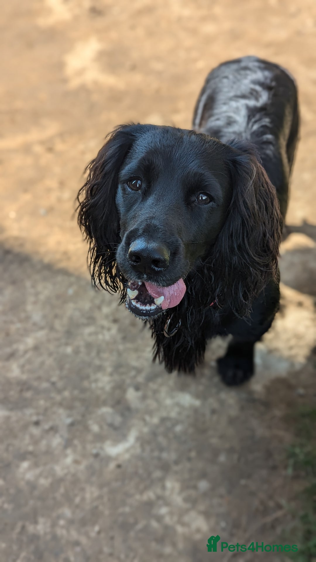 Cocker Spaniel dogs for stud: Cocker Spaniel for stud - Advert 5