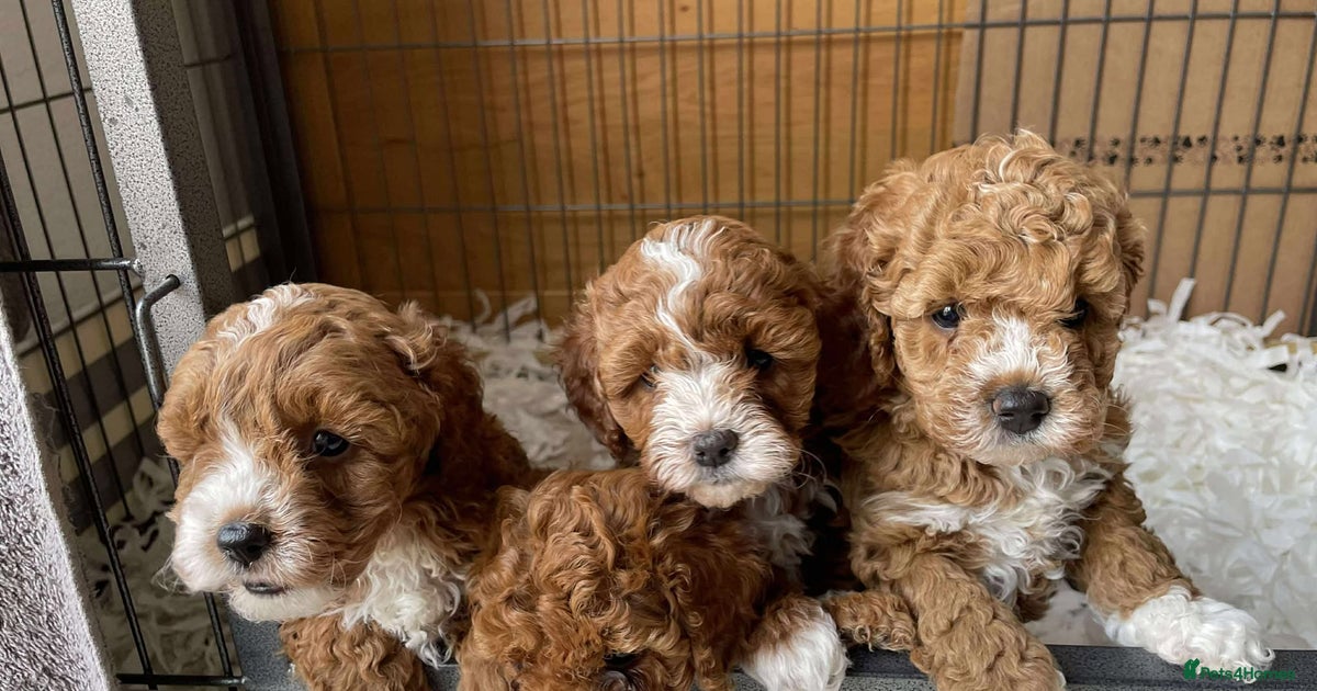Beautiful Red F1B Toy Cavapoo puppies for sale in Wakefield | Pets4Homes