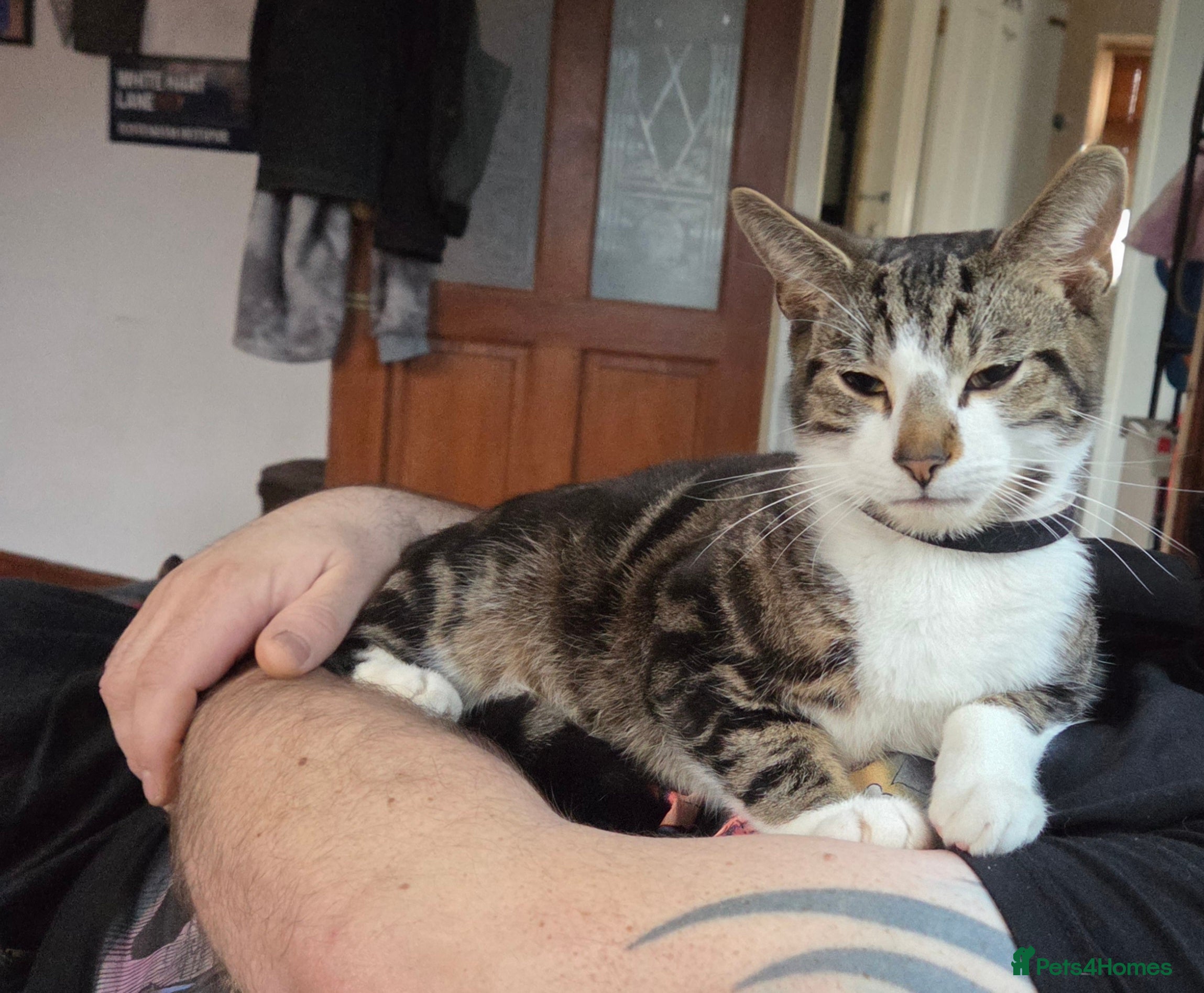 Mixed Breed cats Brother and sister looking for a sofa to sleep on - Advert 1