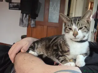 Mixed Breed cats Brother and sister looking for a sofa to sleep on - Advert 17