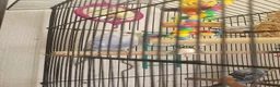 Budgerigars birds for sale: Budgies - Advert 3