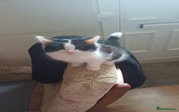 Mixed Breed cats for sale: Kitty  - Image 5