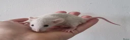 Rat rodents for sale: Dwarf Rats - Advert 3