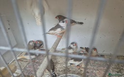 Finches birds for sale: ZEBRA FINCHES FOR SALE - Image 15