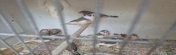 Finches birds for sale: ZEBRA FINCHES FOR SALE - Advert 15