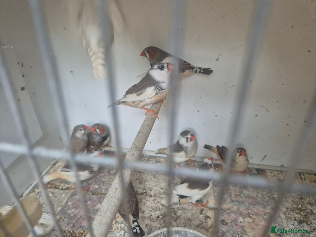 Finches birds for sale: ZEBRA FINCHES FOR SALE - Image 15