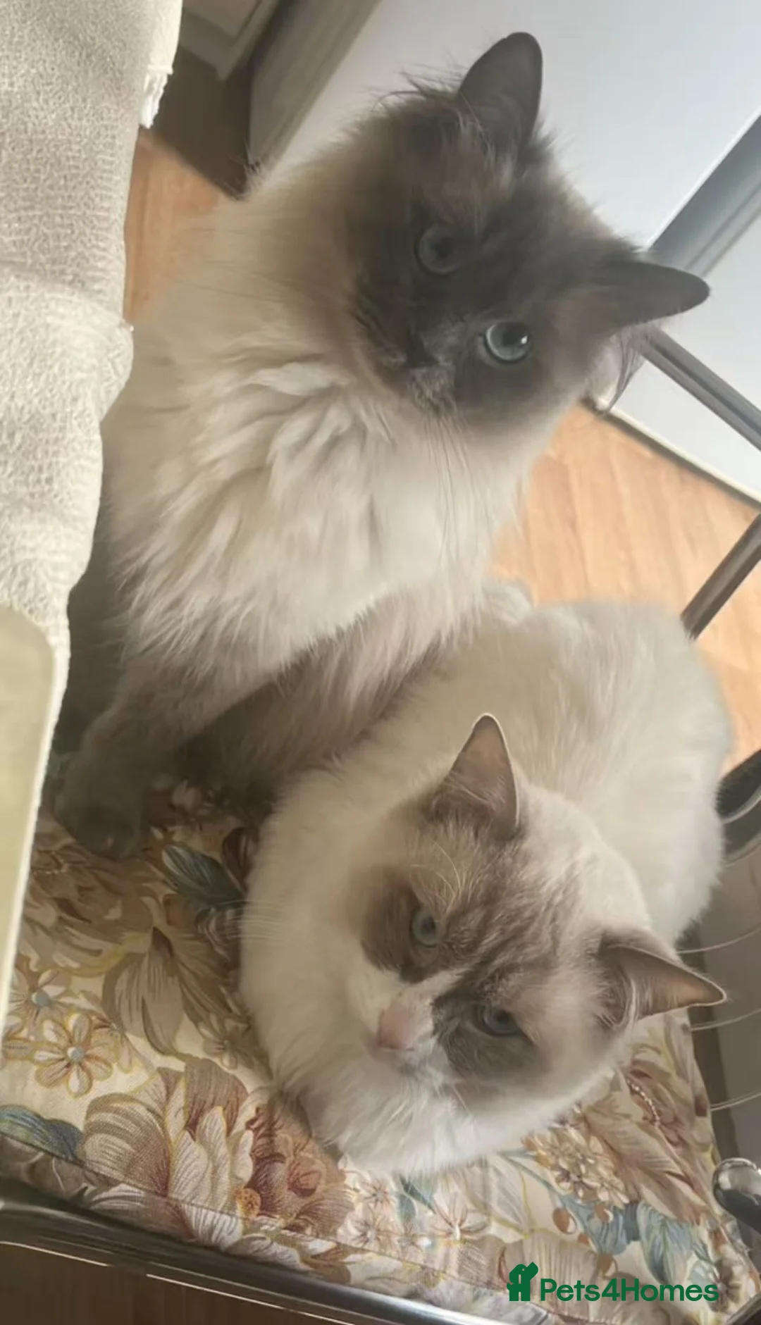Ragdoll cats for sale: Two girls and one Boy ragdoll kittens ready to go in Swansea - Advert 2