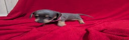 Miniature Dachshund dogs for sale: Miniature dashunds blue and tan - Advert 28