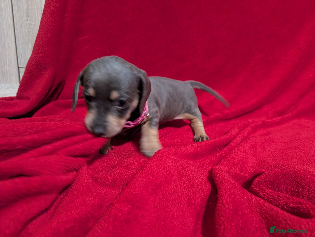 Miniature Dachshund dogs for sale: Miniature dashunds blue and tan - Advert 28