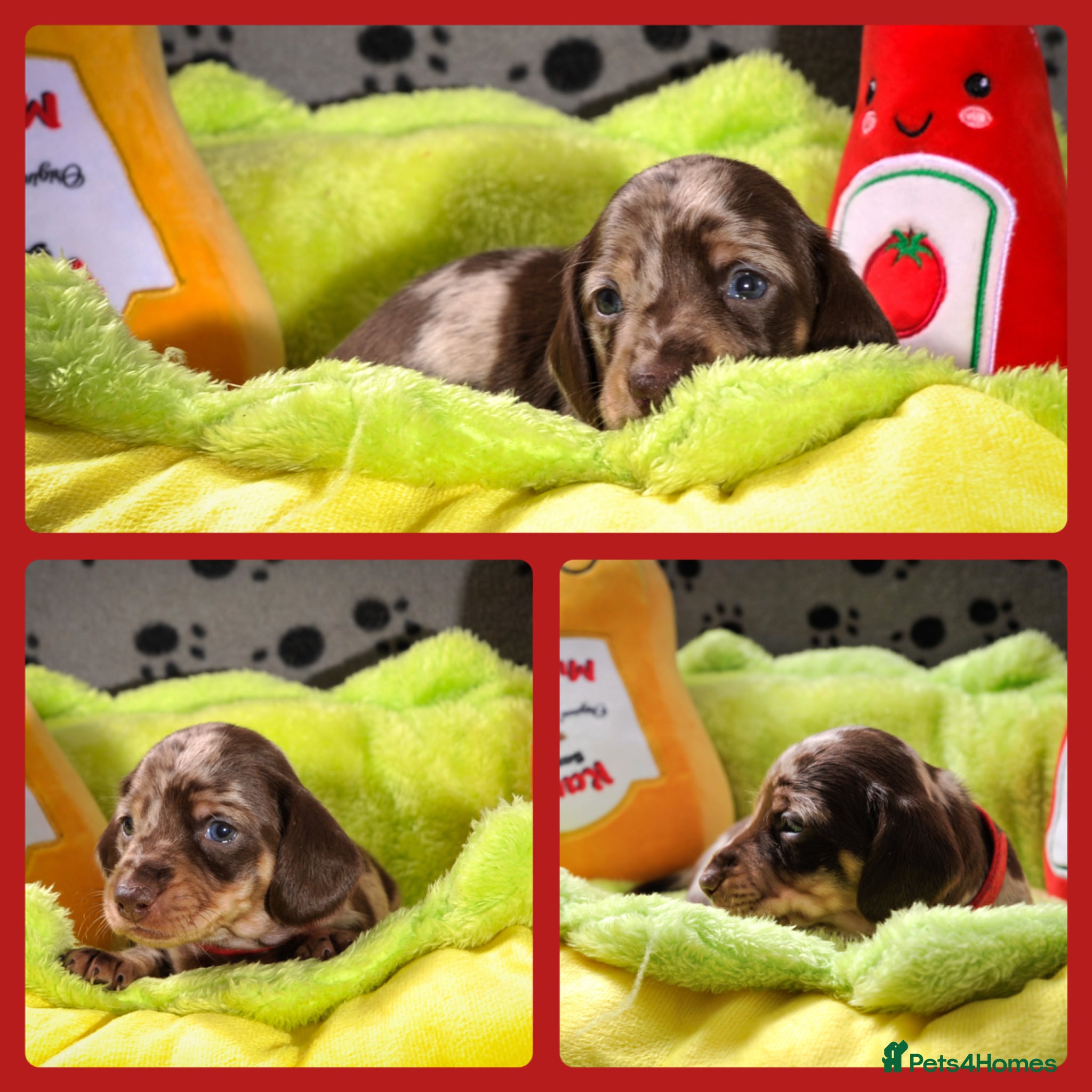 Miniature Dachshund dogs LAST ONE KC Chocolate Cream Dapple Mini Dachshund - Advert 1