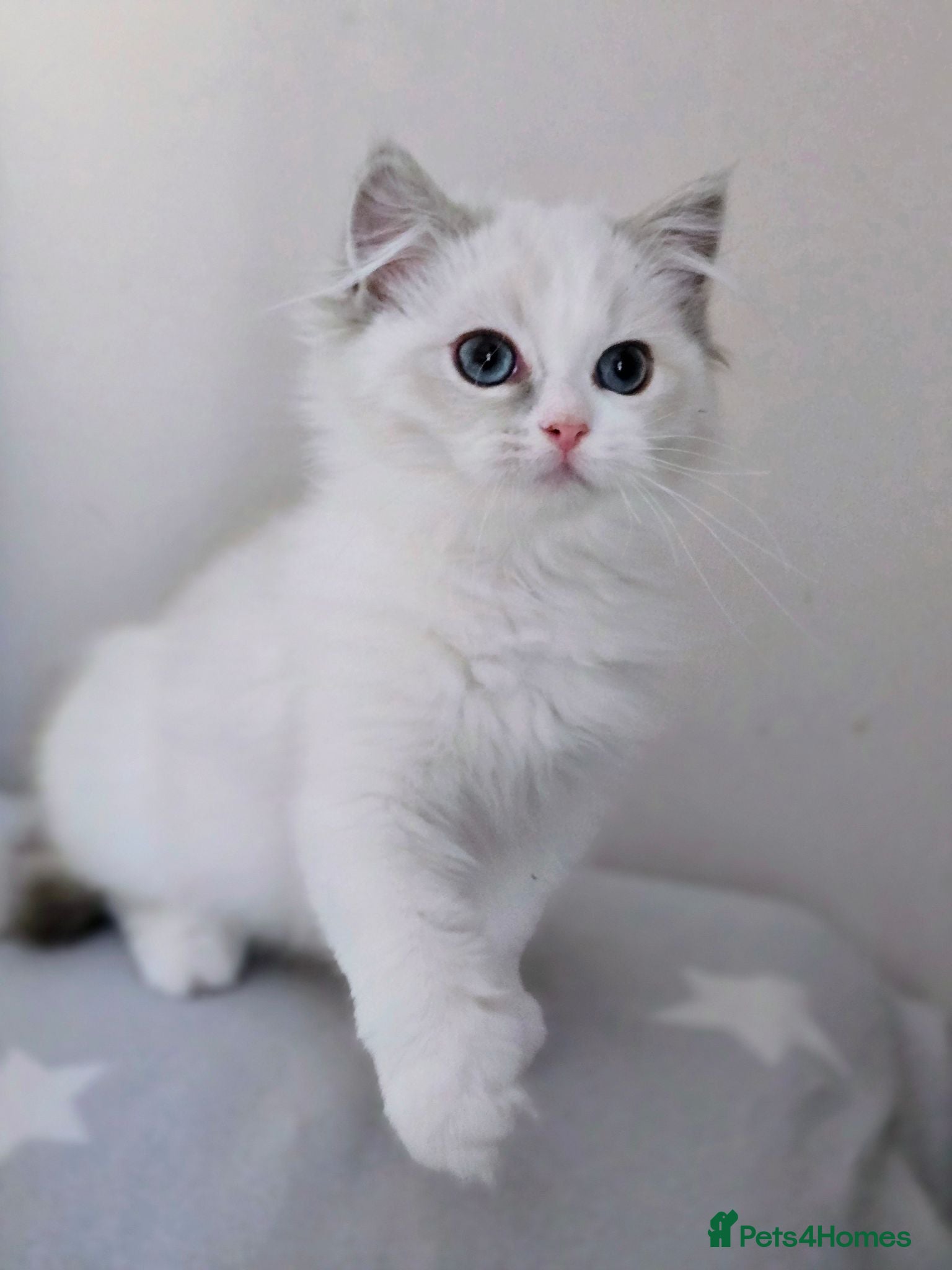 Ragdoll cats Beautiful Pedigree Ragdoll Kittens 💘Ready Now 💘 - Advert 1