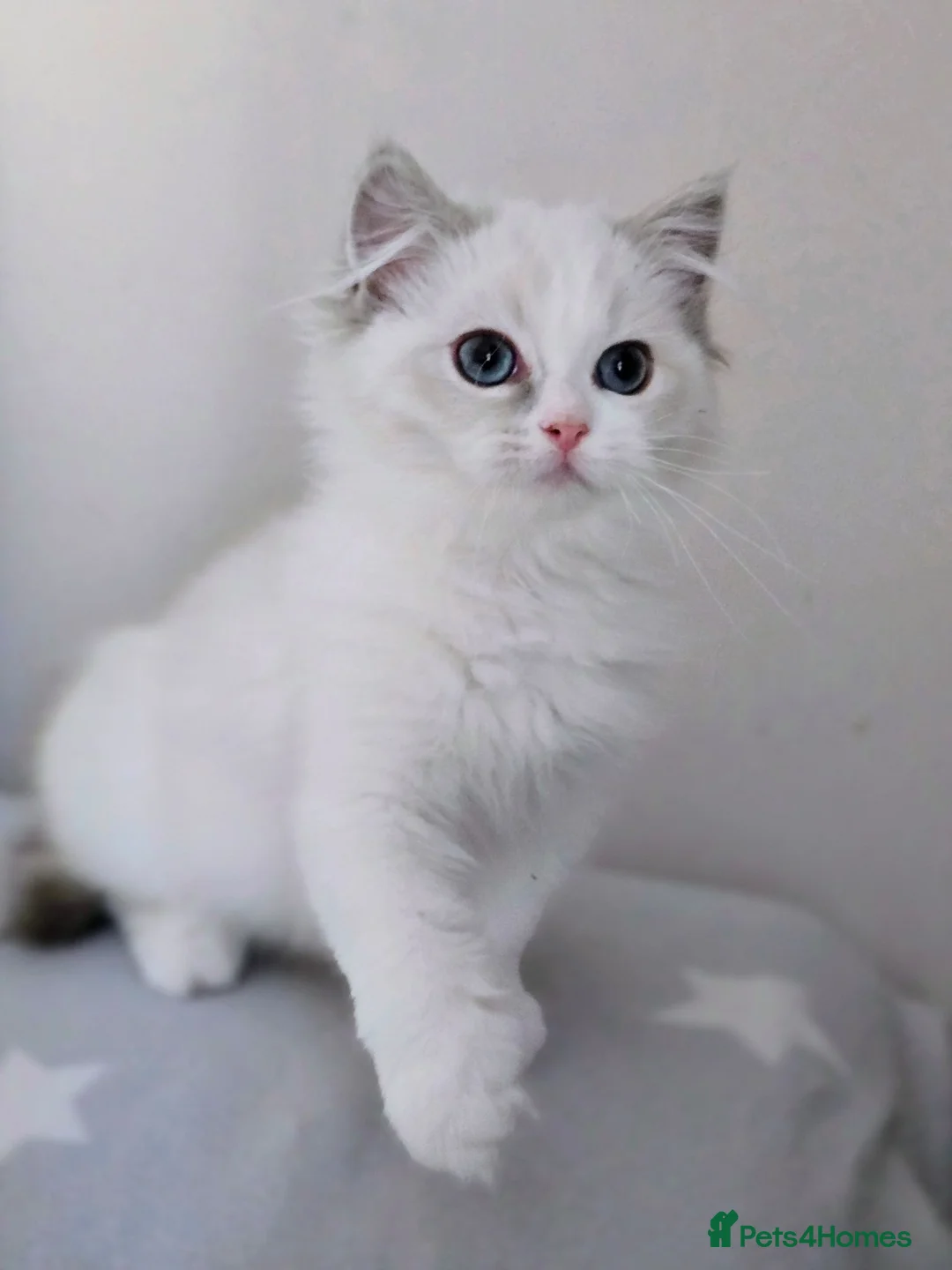 Ragdoll cats for sale: Beautiful Pedigree Ragdoll Kittens 💘Ready Now 💘 in Southsea - Advert 1