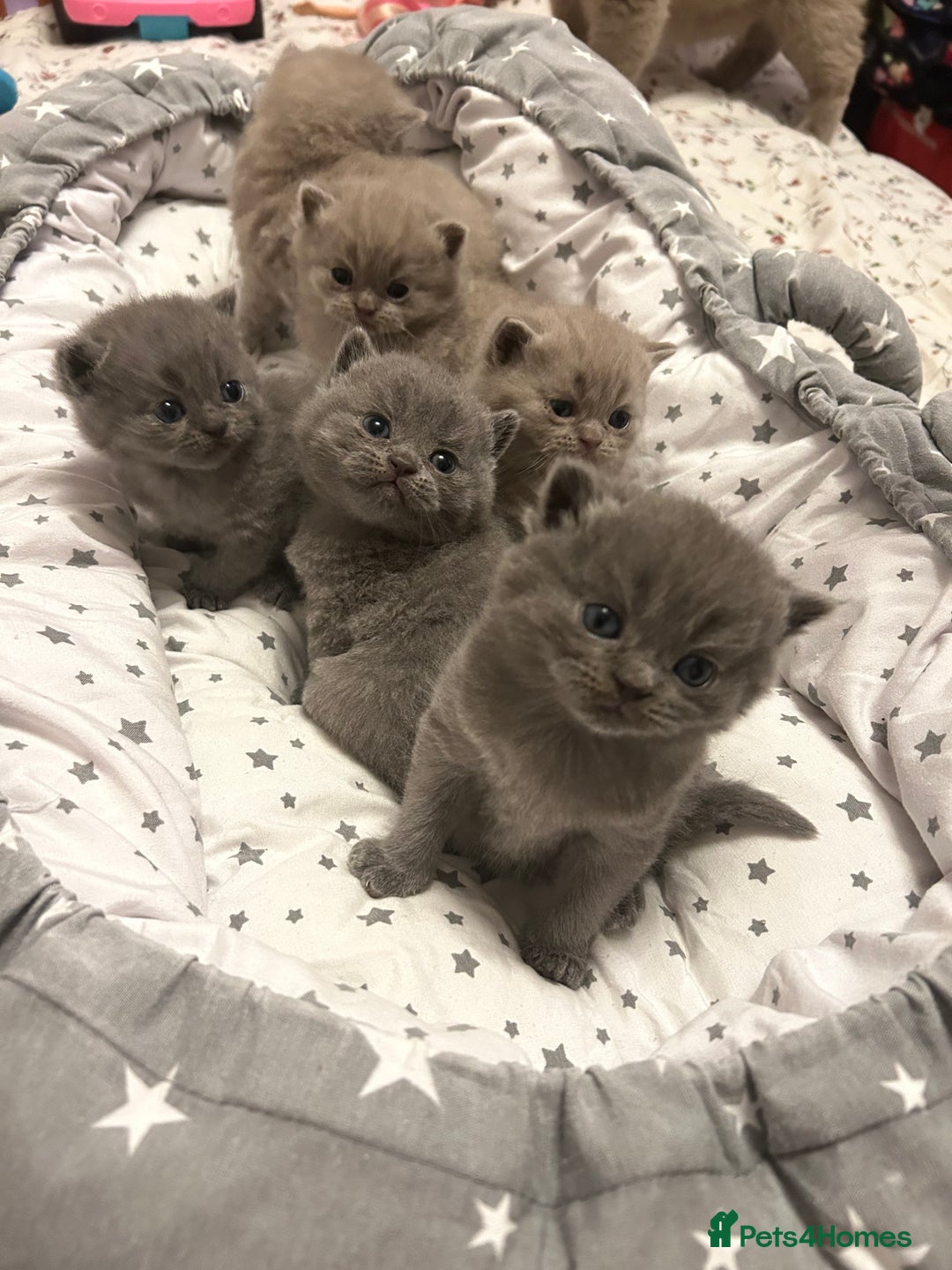 British Shorthair cats for sale: Beautiful British shorthair kittens - Advert 14