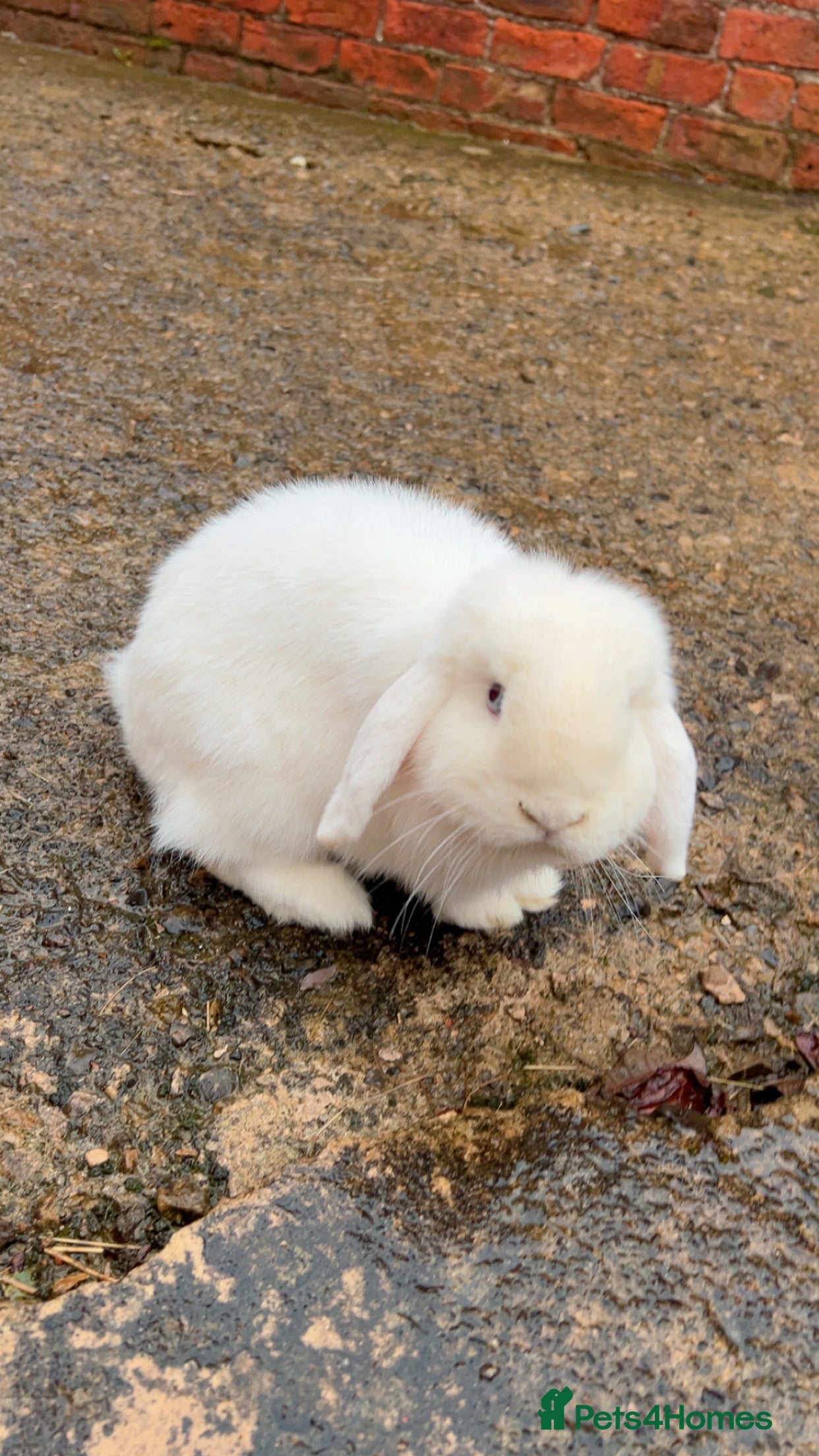 Mini Lop rabbits Mini lop rabbit for sale - Advert 1