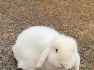 Mini Lop rabbits Mini lop rabbit for sale - Advert 8