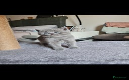 British Shorthair cats for sale: 🐾 British Shorthair Blue – 4 Female Kittens  - Image 6