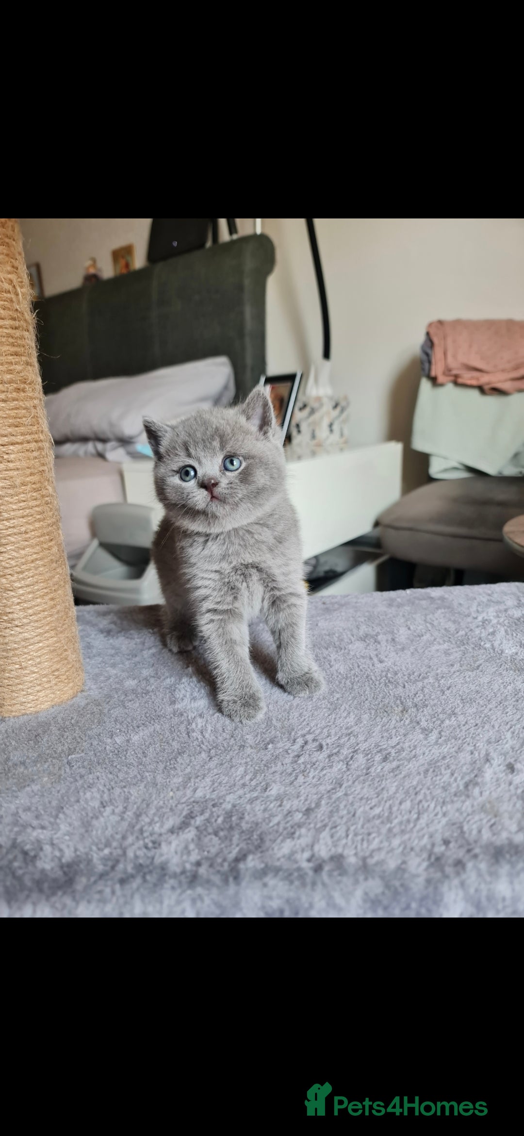 British Shorthair cats for sale: 🐾 British Shorthair Blue – 4 Female Kittens  - Image 6