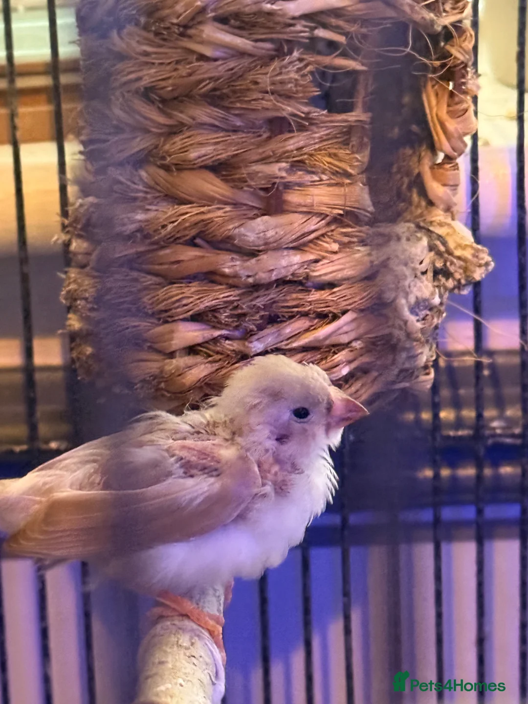 Finches birds for sale: Mixed zebra finches  in Manchester - Advert 2