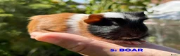Guinea Pig rodents for sale: Guinea Pigs - Ready Now - Advert 9