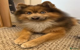 Pomsky dogs for stud: Gorgeous F2 Pomsky for stud - Image 3