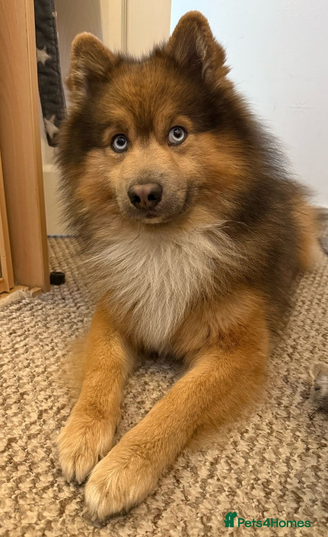 Pomsky dogs for stud: Gorgeous F2 Pomsky for stud - Image 3