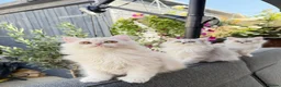 Persian cats for sale: Beautiful Persian Kittens Available forLovingHomes - Advert 26