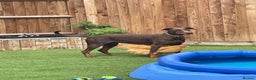 Dobermann dogs for sale: Doberman Girl – Adoption to Loving Home - Advert 3