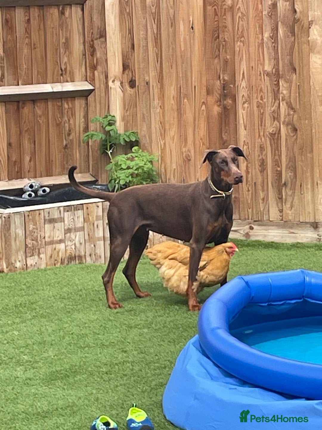 Dobermann dogs for sale: Doberman Girl – Adoption to Loving Home - Advert 3