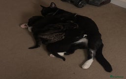 Mixed Breed cats for sale: Beautiful male black and white kitten - Image 7