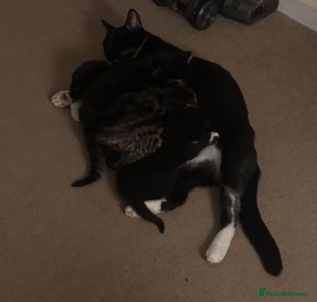Mixed Breed cats for sale: Beautiful male black and white kitten - Image 7