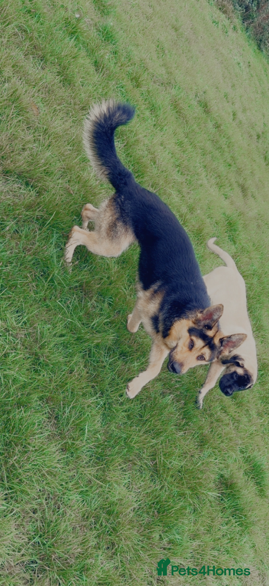 German Shepherd dogs for sale: 18 month old GSD  - Advert 2
