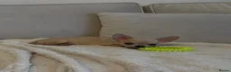 Chihuahua dogs for sale: Tiny Chihuahua Puppy in Grays - Advert 8