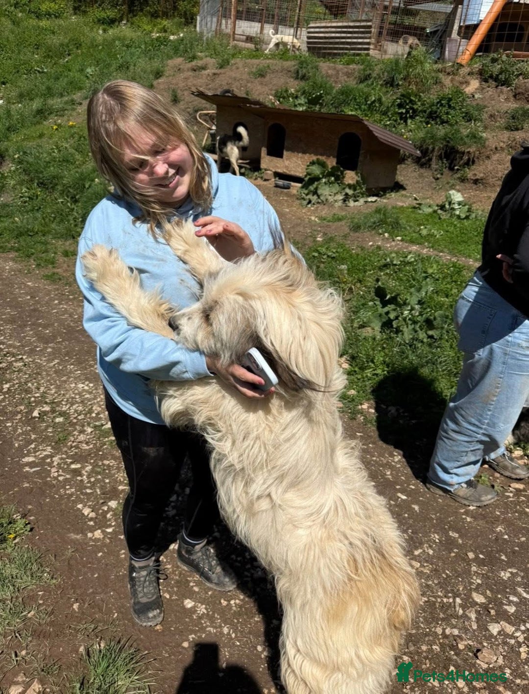 Mixed Breed dogs for adoption: URSA  3 YEARS OF WAITING FOR HER FIRST REAL CHANCE - Advert 3