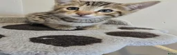 Bengal cats for sale: Male bengal kitten  - Advert 10