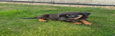 Rottweiler 3
