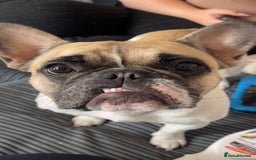 French Bulldog dogs for sale: Female French bulldog - Image 2