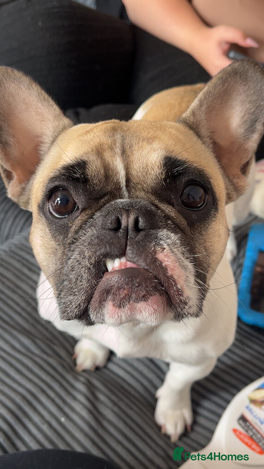 French Bulldog dogs for sale: Female French bulldog - Image 2