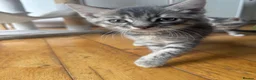 Mixed Breed cats for sale: Grey tabby girl in St Albans - Advert 3