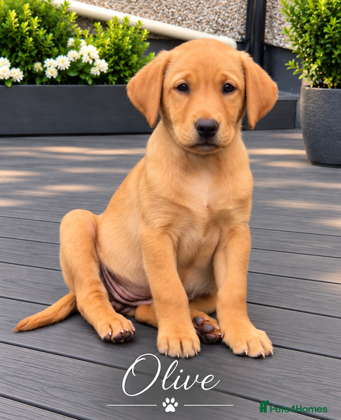 Labrador Retriever dogs KC Registered Labrador Puppies – Working Lines - Advert 2
