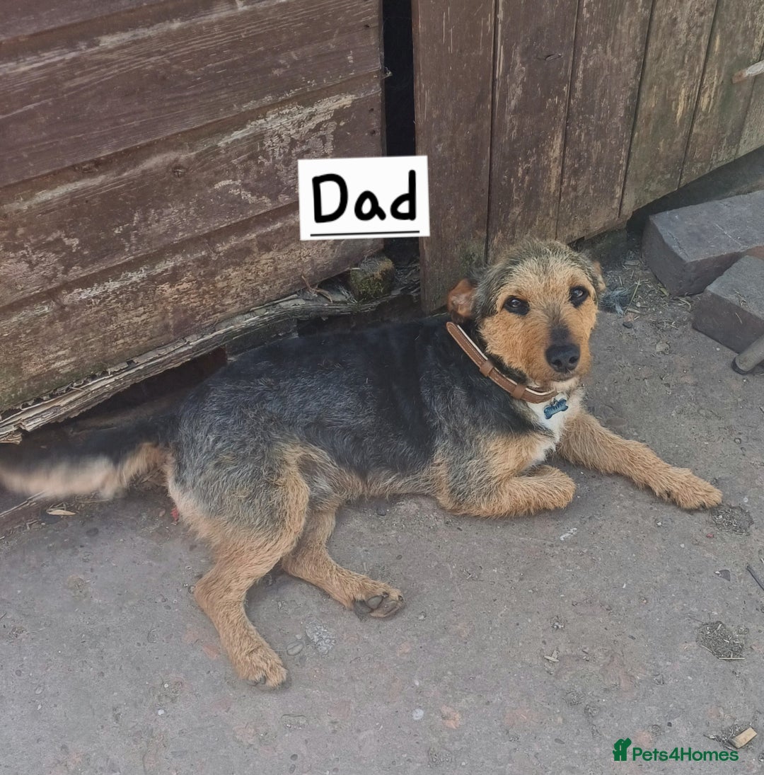 Jack Russell dogs for sale: Adorable Markiejack puppies - Image 5