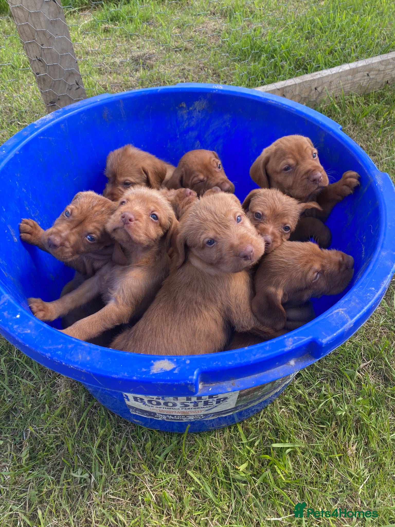 Hungarian Vizsla dogs Working wirehaired vizsla puppies for sale  - Advert 1